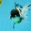BATMAN Panda Oranda Female 5.5 inches #041026OR_09