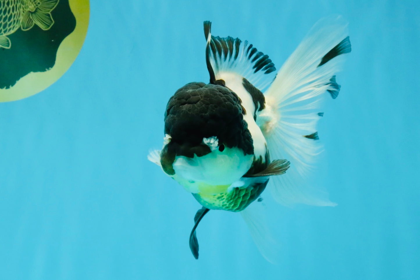 BATMAN Panda Oranda Female 5.5 inches #041026OR_09