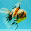 Calico Oranda Male 6.5 inches #072426OR_22