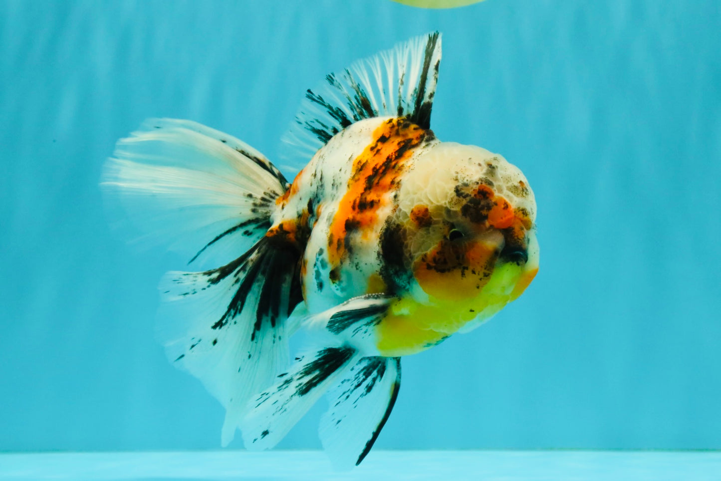 Calico Oranda Male 6.5 inches #072426OR_22