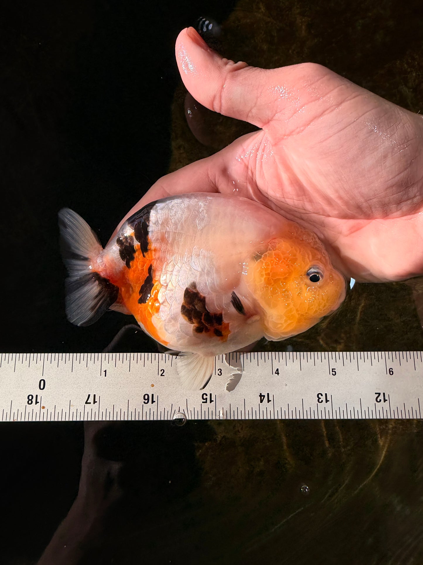 SPECIAL AAA Grade Chinese Cow Ranchu Female 5 inches #102425RC_06