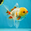 A Grade Red White Oranda Female 5 inches #050925OR_36