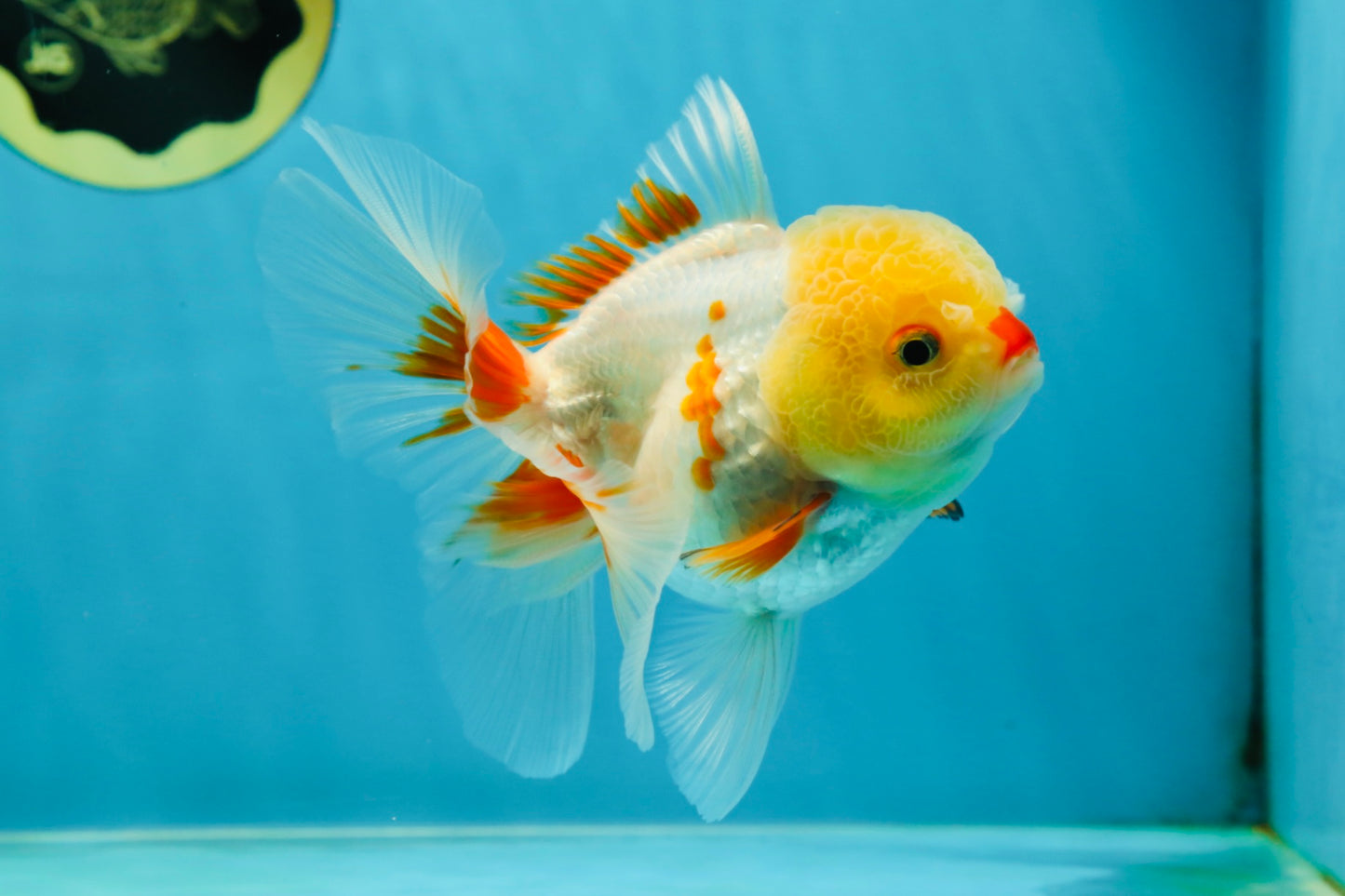 A Grade Red White Oranda Female 5 inches #050925OR_36
