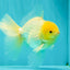A Grade White Oranda Male 6 inches #061926OR_26