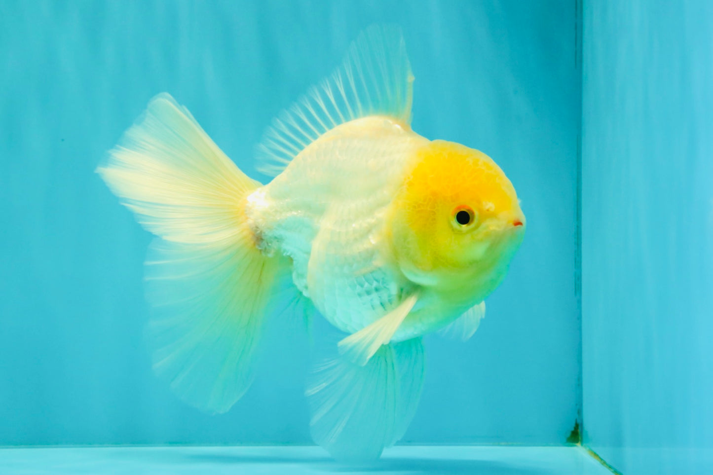 A Grade White Oranda Male 6 inches #061926OR_26