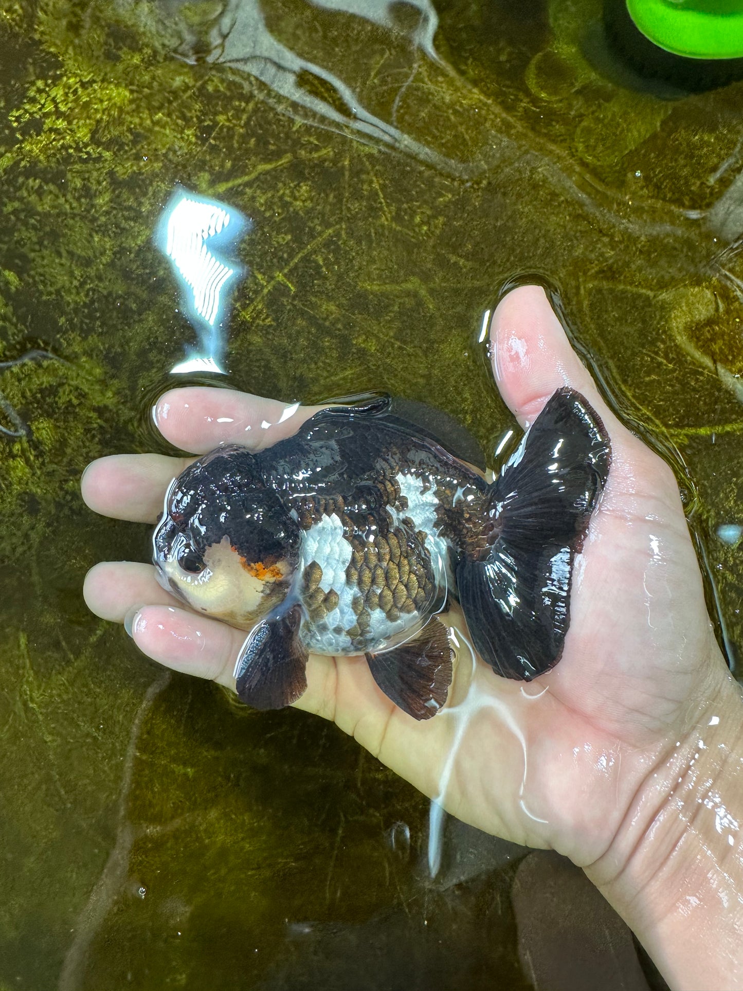 Pompom Panda Yuanbao Male 4.5 inches #072525YB_06