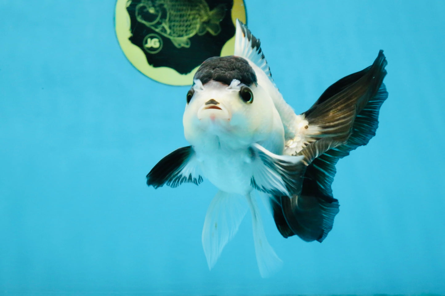 Panda Button Eyes Oranda Male 5-5.5 inches #112125OR_20