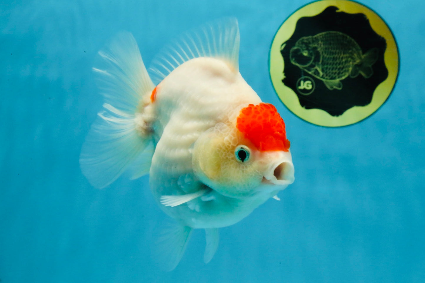 MARIO AAA Grade Red White Yuanbao Female 5 inches #121225YB_02