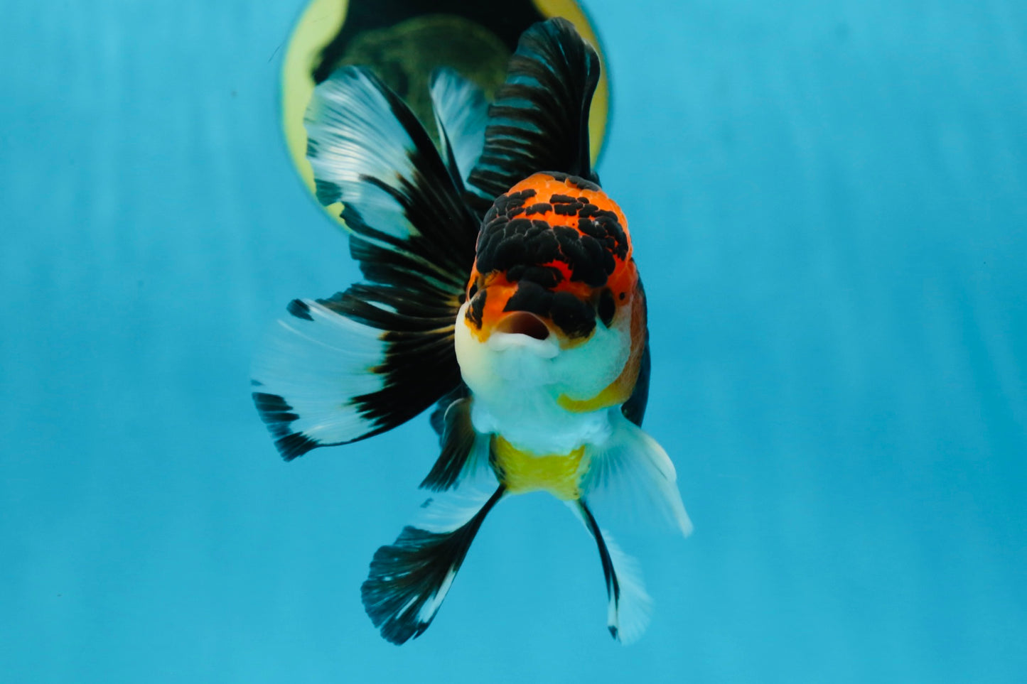 A Grade Young Tricolor Oranda Male 4.5 inches #061325_04