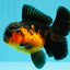AAA Grade Lava Apache Oranda Male 5.5 inches #032026OR_10