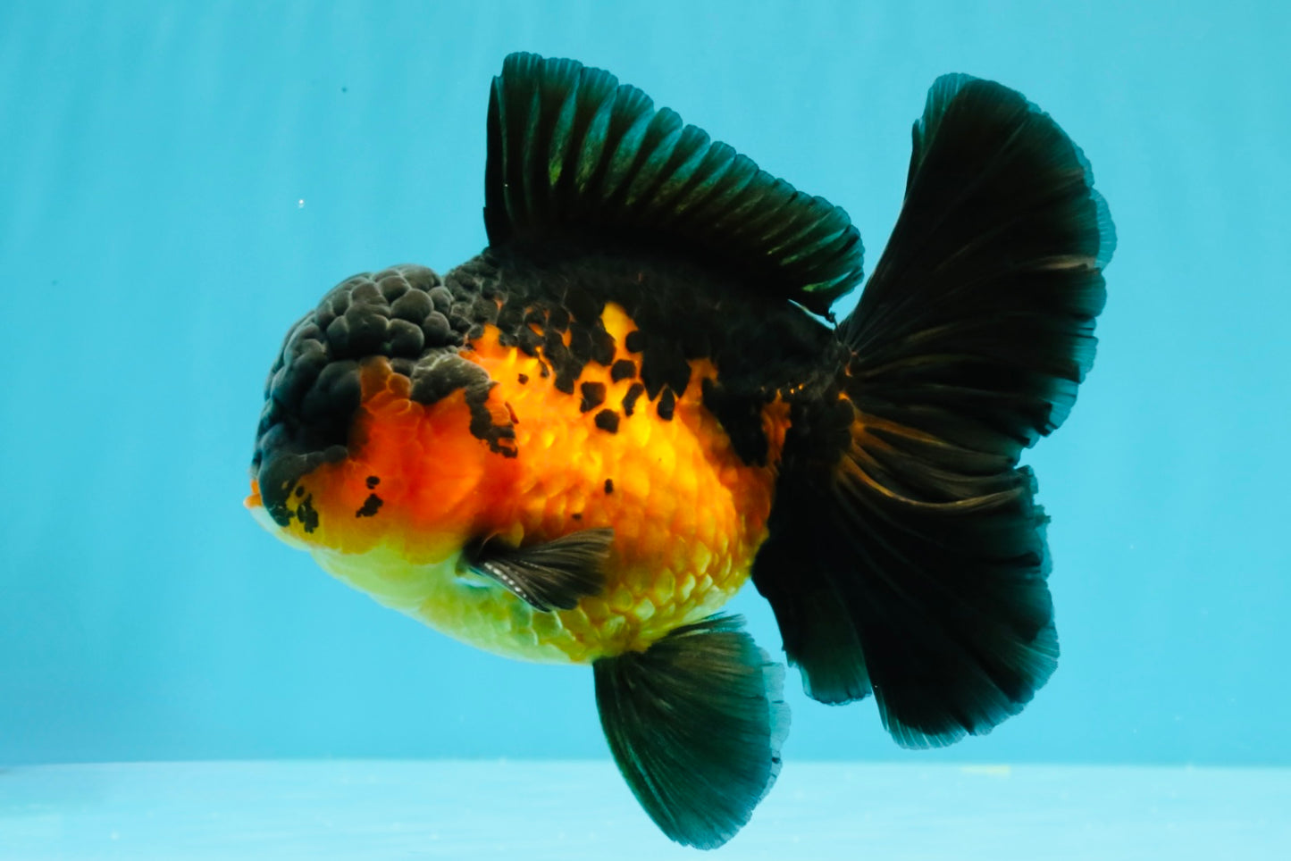 AAA Grade Lava Apache Oranda Male 5.5 inches #032026OR_10