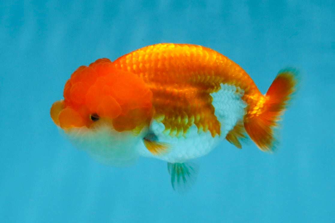 CHEEKY Red White LionChu Female 3.5-4 inches #120525LC_18