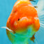 A Grade Sakura Oranda Female 6-6.5 inches #060625OR_11