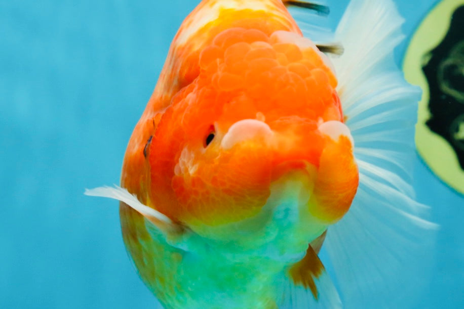 A Grade Sakura Oranda Female 6-6.5 inches #060625OR_11