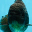AAA Grade Young Godzilla Black Oranda Male 5.5 inches #050925OR_53