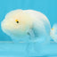 Snow White Lionchu Female 3.5 inches #121925LC_05