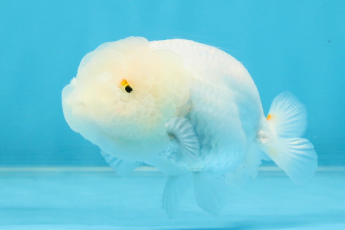 Snow White Lionchu Female 3.5 inches #121925LC_05