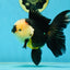 AAA Grade Tricolor Oranda Female 5.5-6 inches #050925OR_33