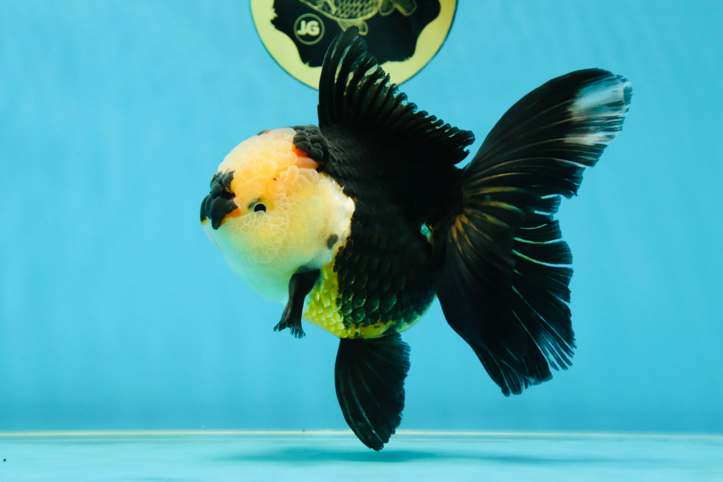 AAA Grade Tricolor Oranda Female 5.5-6 inches #050925OR_33