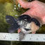 A Grade Panda Oranda Male 5-5.5 inches #050925OR_41