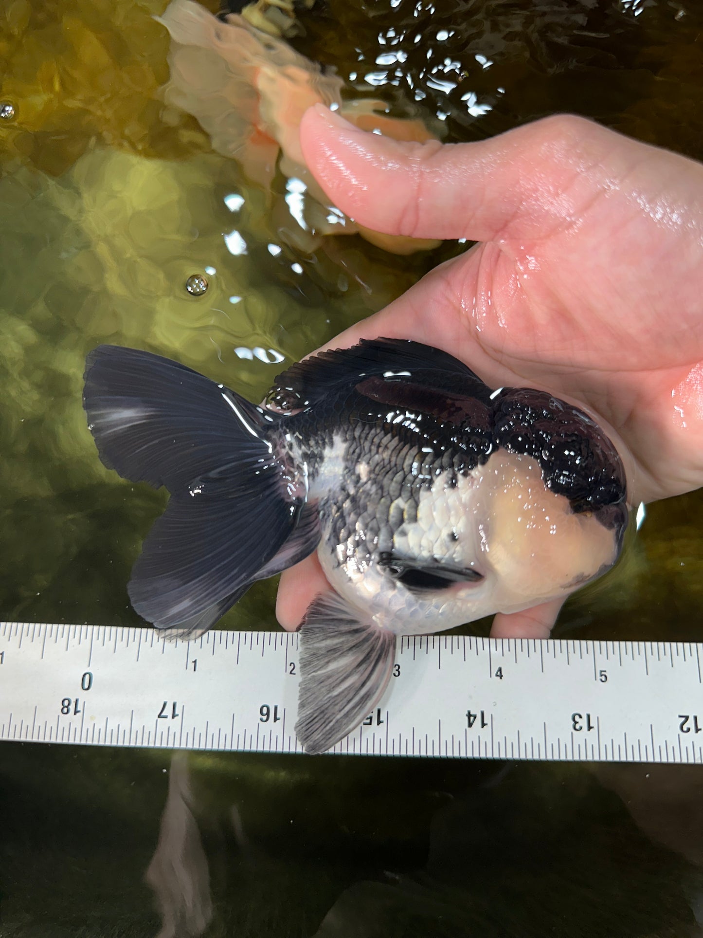 A Grade Panda Oranda Male 5-5.5 inches #050925OR_41