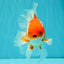 A Grade Red White Oranda Male 6 inches #081426OR_11