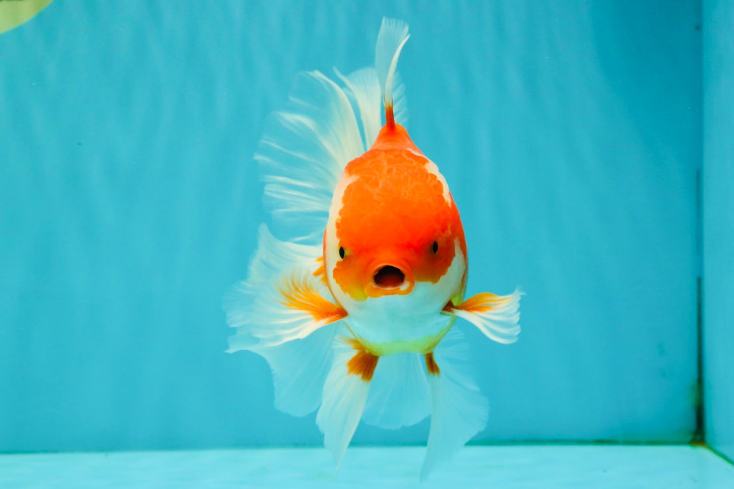 A Grade Red White Oranda Male 6 inches #081426OR_11