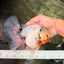 A Grade Sakura Oranda Male 6.5 inches #071726OR_32