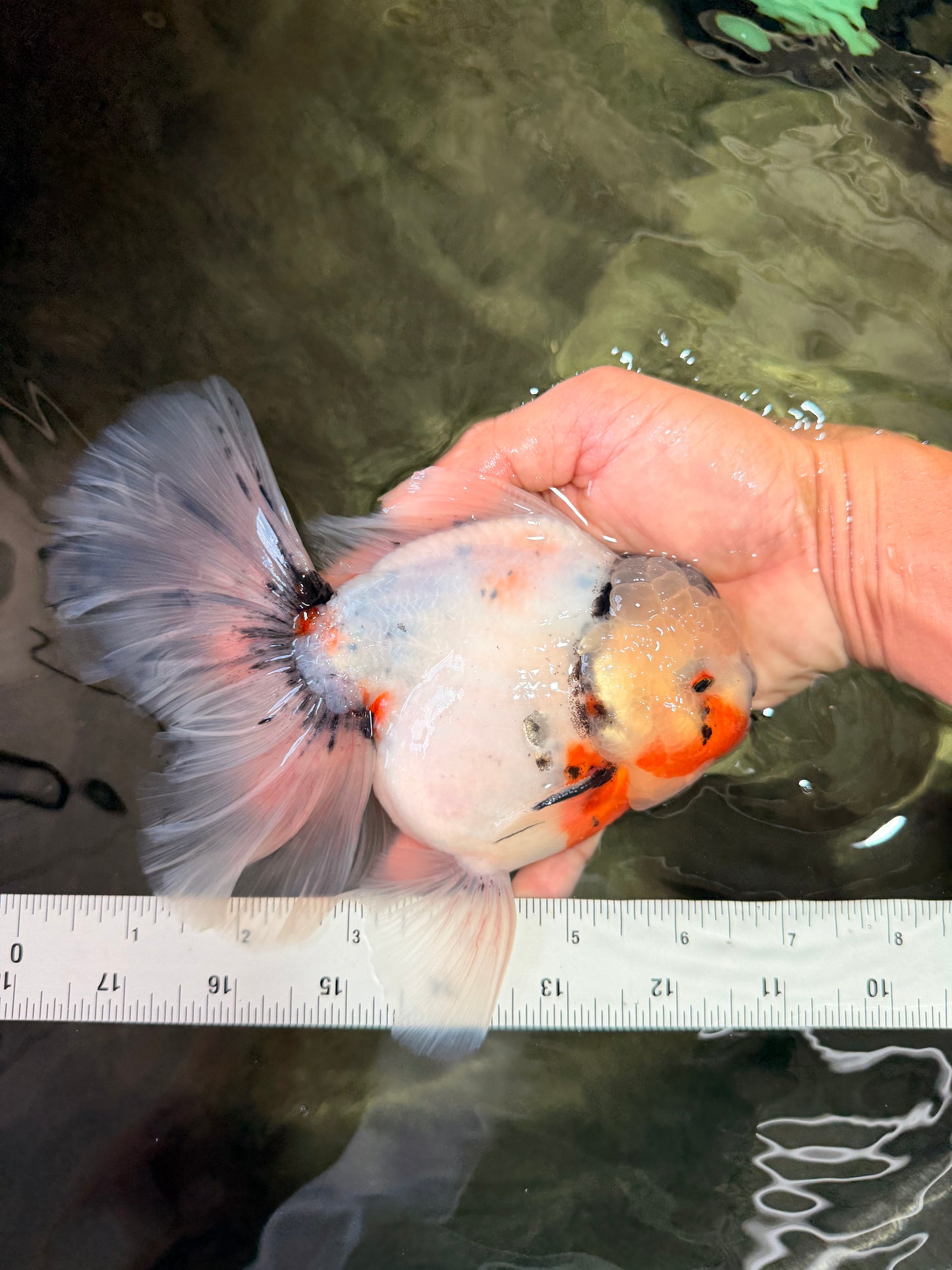 A Grade Sakura Oranda Male 6.5 inches #071726OR_32
