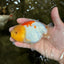 Red White Lionchu Female 4.5-5 Inches #100226LC_16