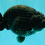 UNIQUE AAA Grade Godzilla Black LionQueen 5.5 inches #092526LC_19