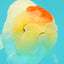 Nugget Snow Tancho Lemonhead Lionchu Male 4 inches #1018LC_06