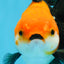 A Grade Tricolor Oranda Female 5.5-6 inches #111425OR_15