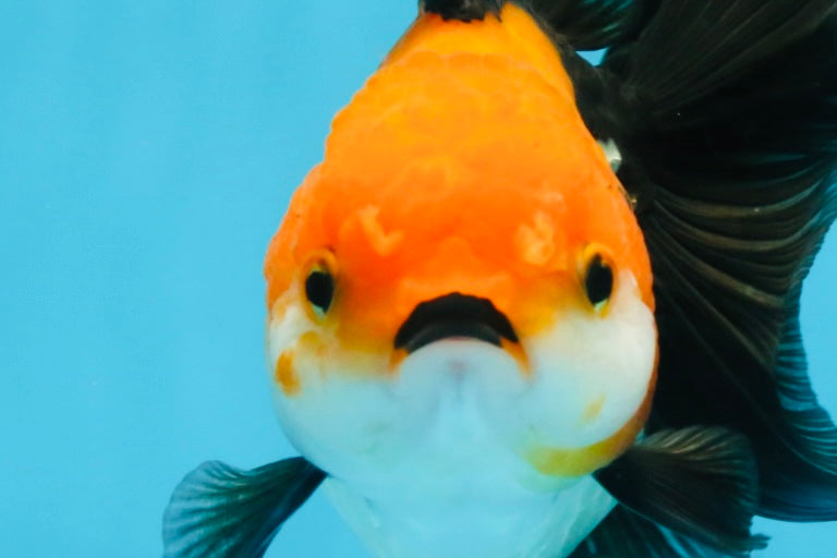 A Grade Tricolor Oranda Female 5.5-6 inches #111425OR_15