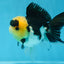 A Grade SPECIAL Panda Button Eyes Oranda Male 4.5-5 inches #072525OR_09