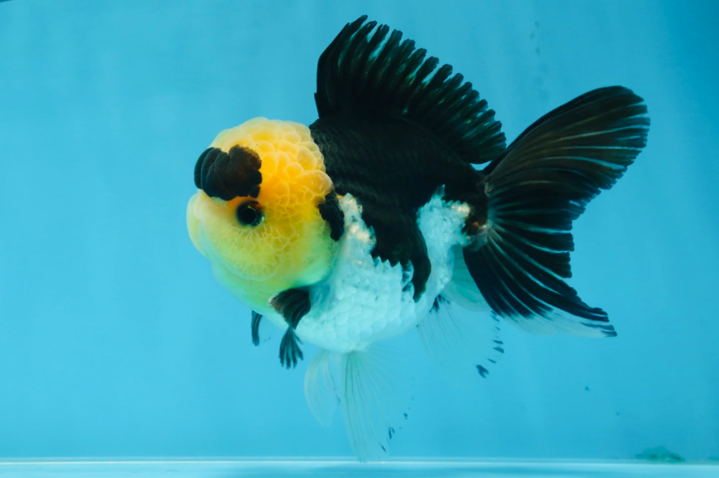 A Grade SPECIAL Panda Button Eyes Oranda Male 4.5-5 inches #072525OR_09