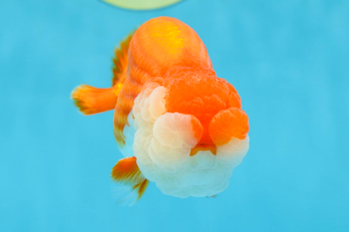 A Grade Royal Candy Chunk Red White LionKing 4-4.5 inches #062025LC_05