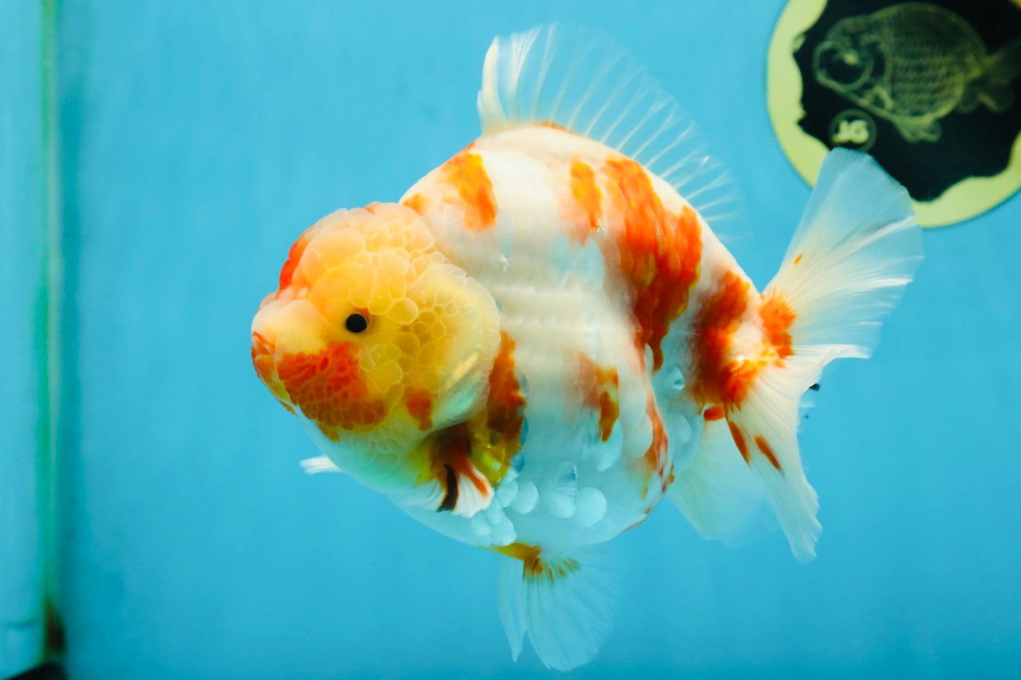 A Grade Kohaku Sakura Yuanbao Male 5.5 inches #052325YB_25