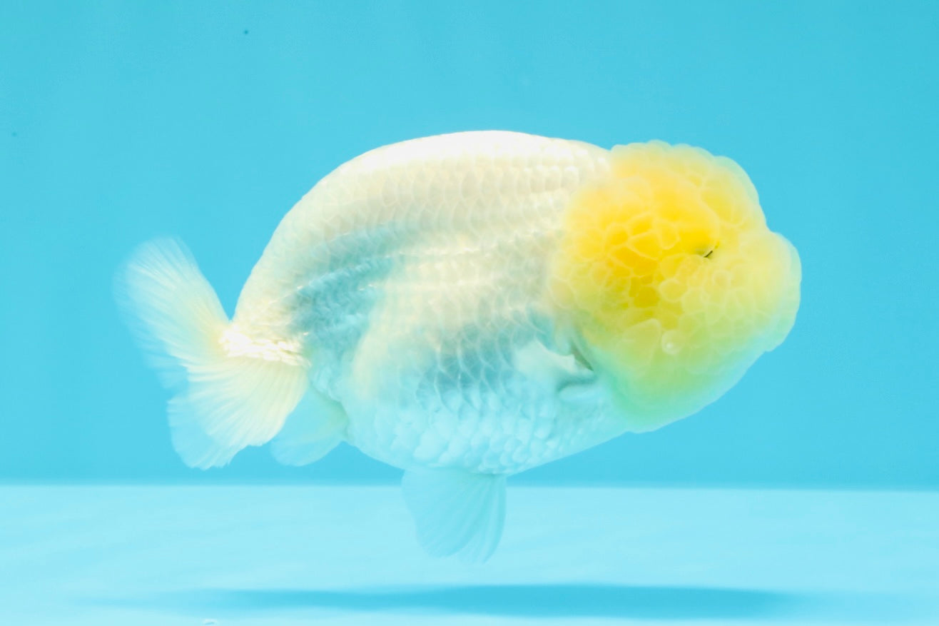 A Grade White LionQueen 4-4.5 inches #030626LC_02