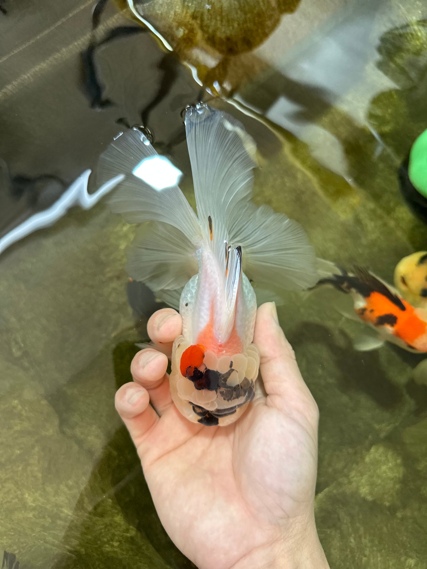 A Grade Unique Tricolor Oranda Female 6 inches #050225OR_03