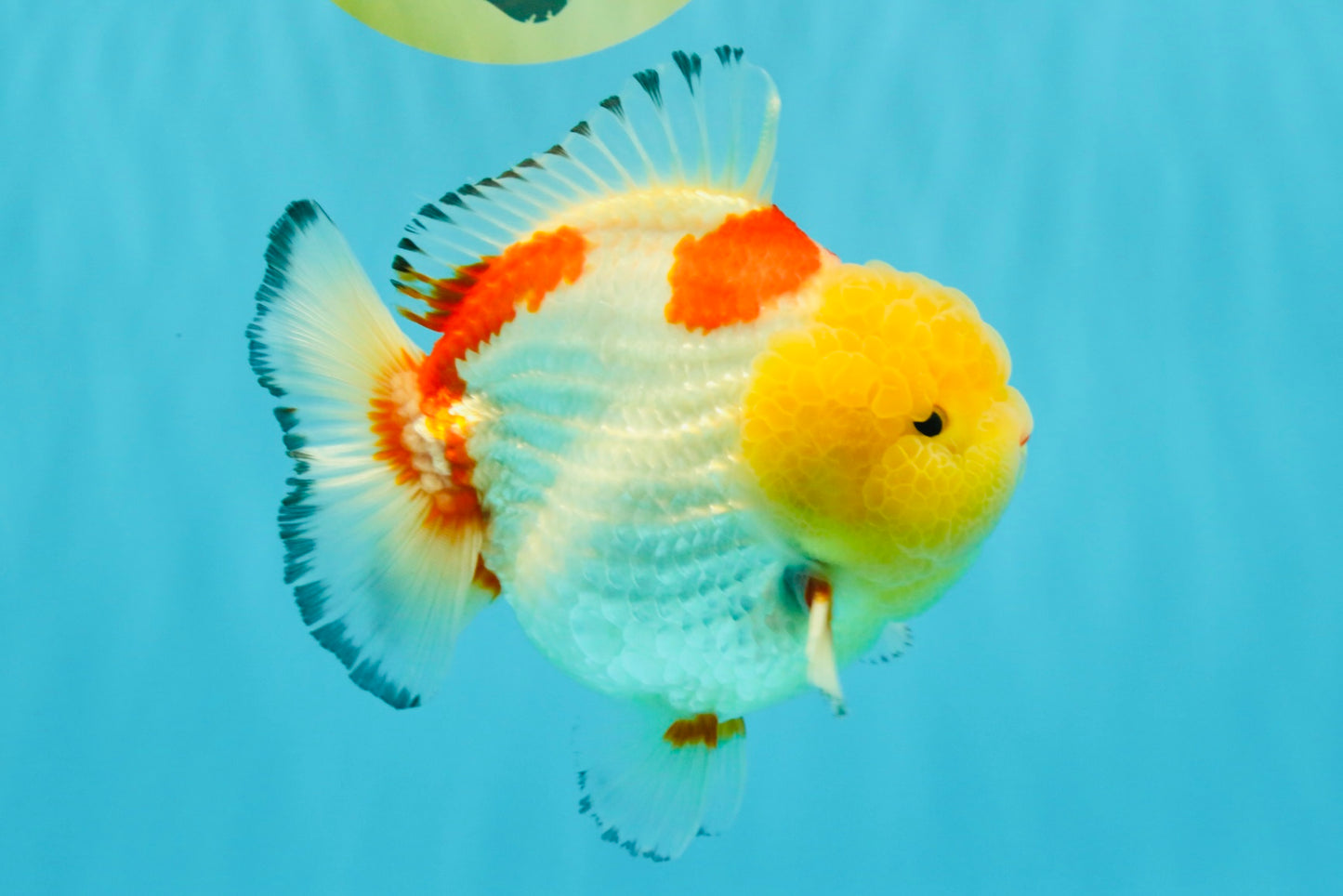 CHUBBY AAA Grade Godzilla Red White Lipstick Yuanbao Male 5-5.5 inches #022726YB_04