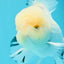 AAA Grade Lemonhead Snow White Oranda Male 5 inches #0510OR_07