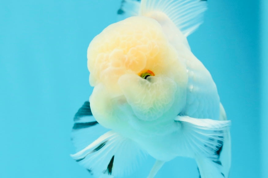 AAA Grade Lemonhead Snow White Oranda Male 5 inches #0510OR_07