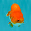 A Grade Red White LionQueen 4.5 inches #070326LC_33