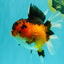 AAA Grade Apache Oranda Female 5.5-6 inches #071026OR_26
