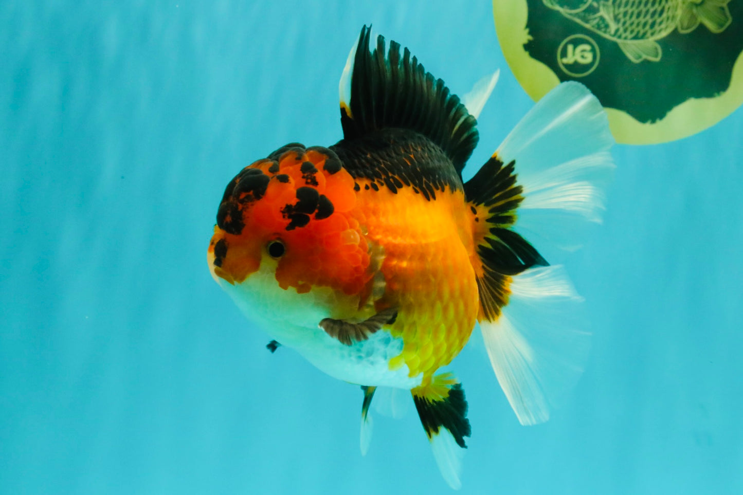 AAA Grade Apache Oranda Female 5.5-6 inches #071026OR_26