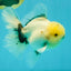 A Grade Marble Oranda Male 6-6.5 inches #042426OR_11