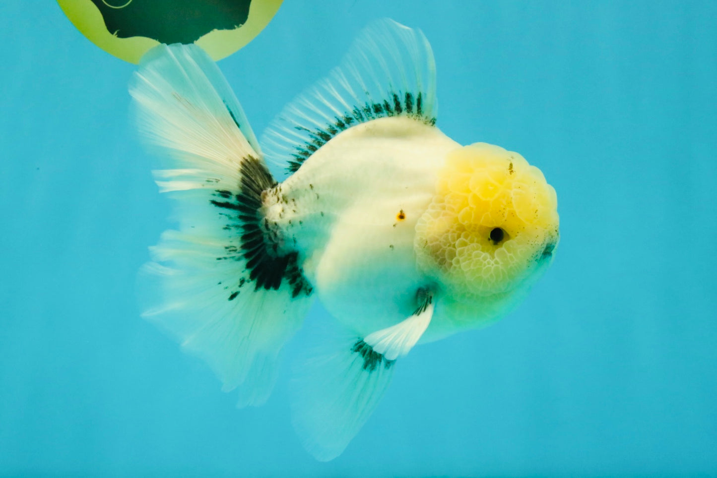 A Grade Marble Oranda Male 6-6.5 inches #042426OR_11