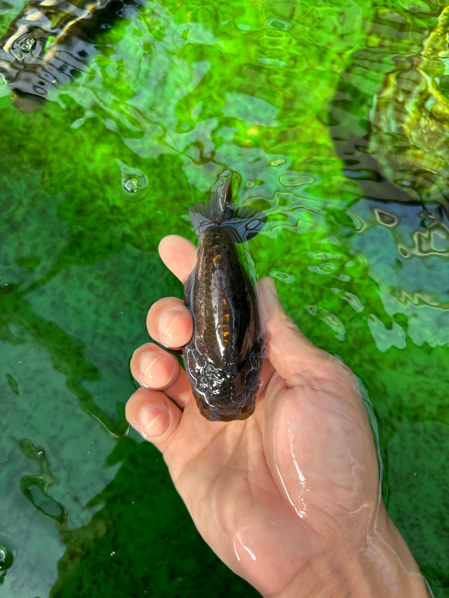 Strong Body Structure Black Neon Copper Ranchu Female 4 inches  #0706RC_25