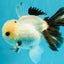 Panda Oranda Male 5 inches #032026OR_12